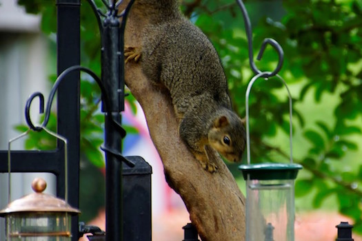 A photo of a squirrel taken by the author, Donna, in her backyard