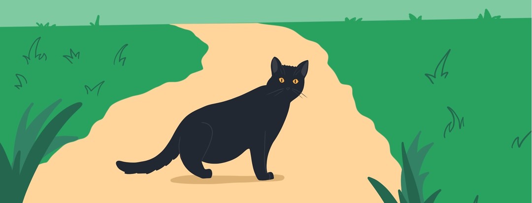 A black cat is shown crossing the viewer's path