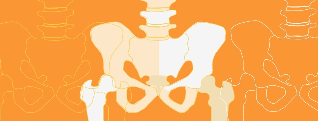 The pelvic region of a skeleton.